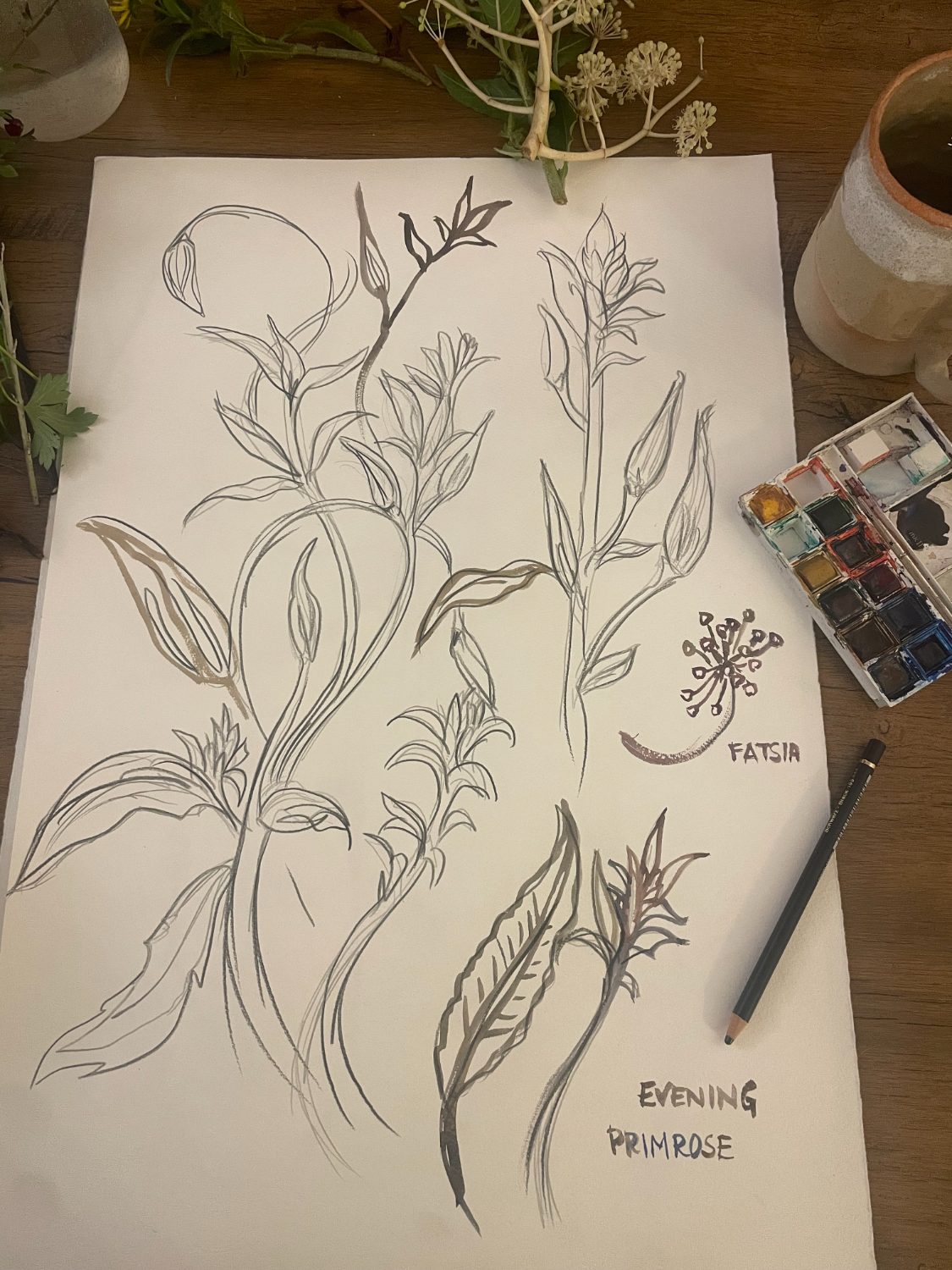 Botanical sketchbook page with evening primrose and fatsia studies