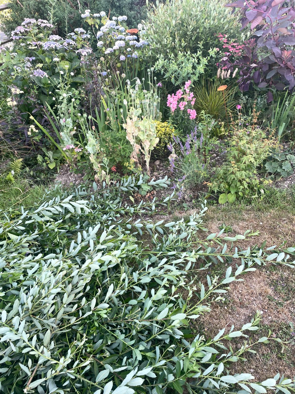 Cut willow stems on the grass beside a summer flower border